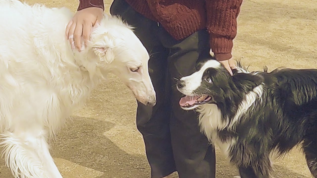 ドッグランで甘えん坊のボルゾイと遊んだ結果