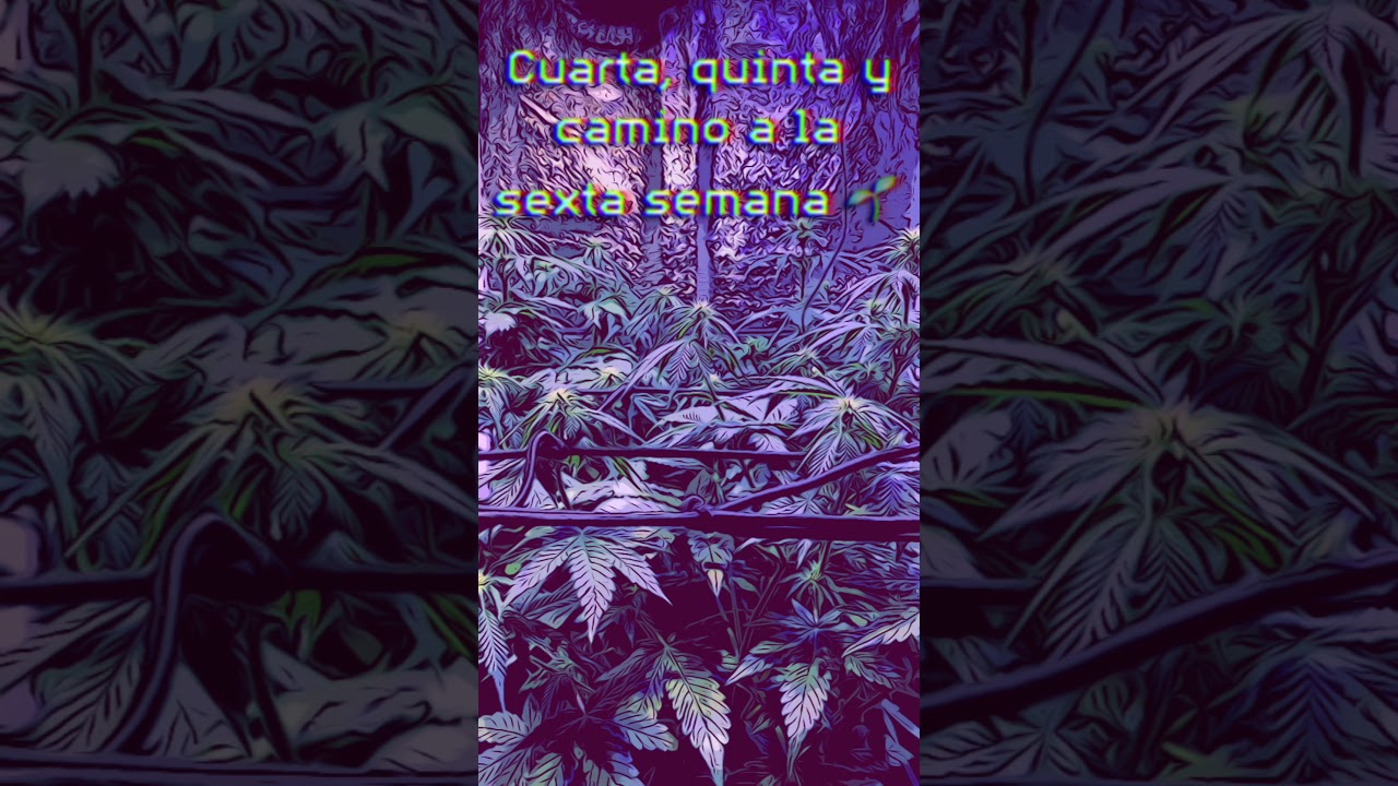 Segundo seguimiento Anubis, Zkittlez OG y Magnum.