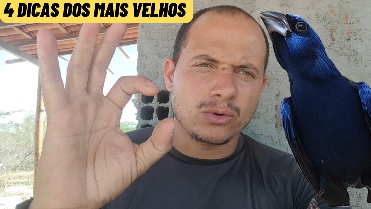4 dicas dos criadores mais velhos para aumentar o canto do AZUL&Atilde;O