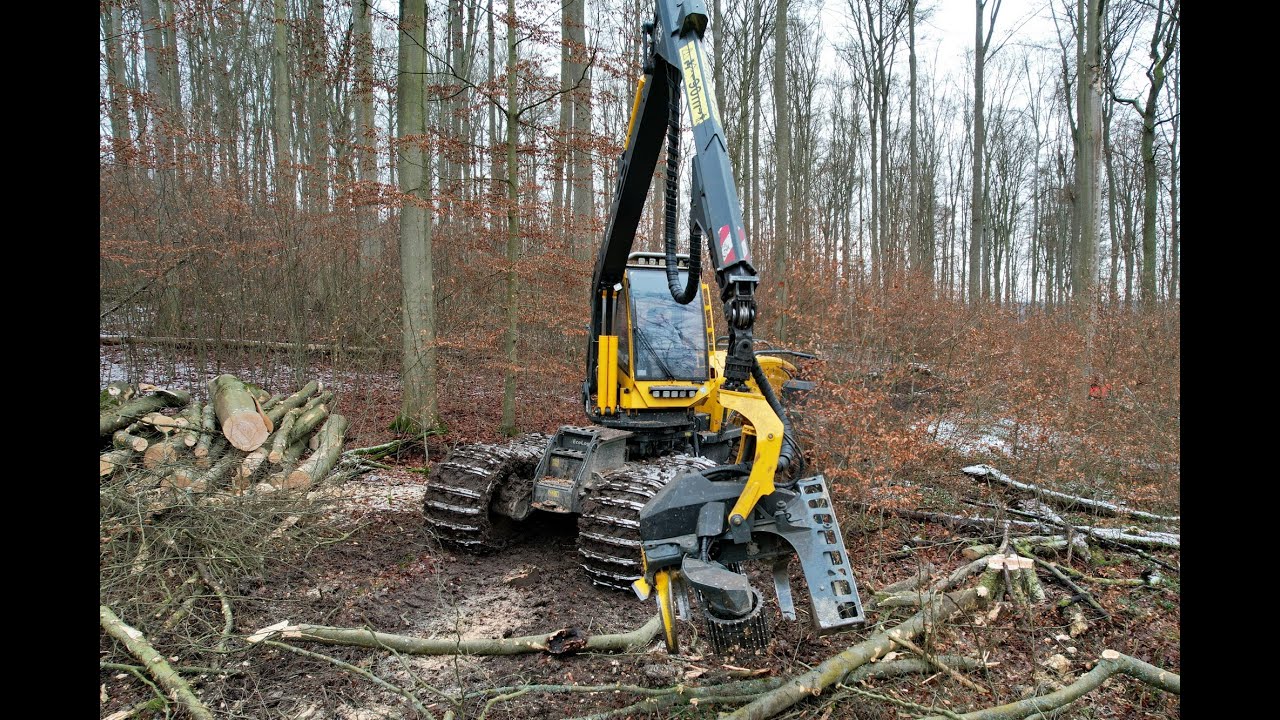 🌲4K|*Dicke Buchen* WFW Ecolog 688F & Zufäller • Harvester & Chinsaw • CabView • Loggingvideo🌲