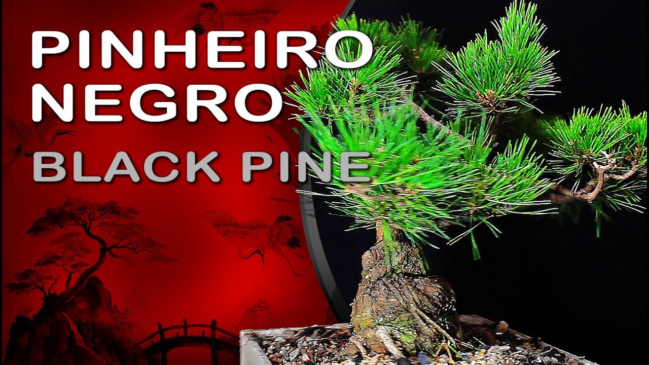 Pinheiro negro - Black pine: Bonsai SP