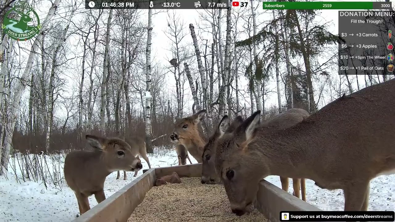 How Many Deer Will Show Up Today | Live Feeder Watch