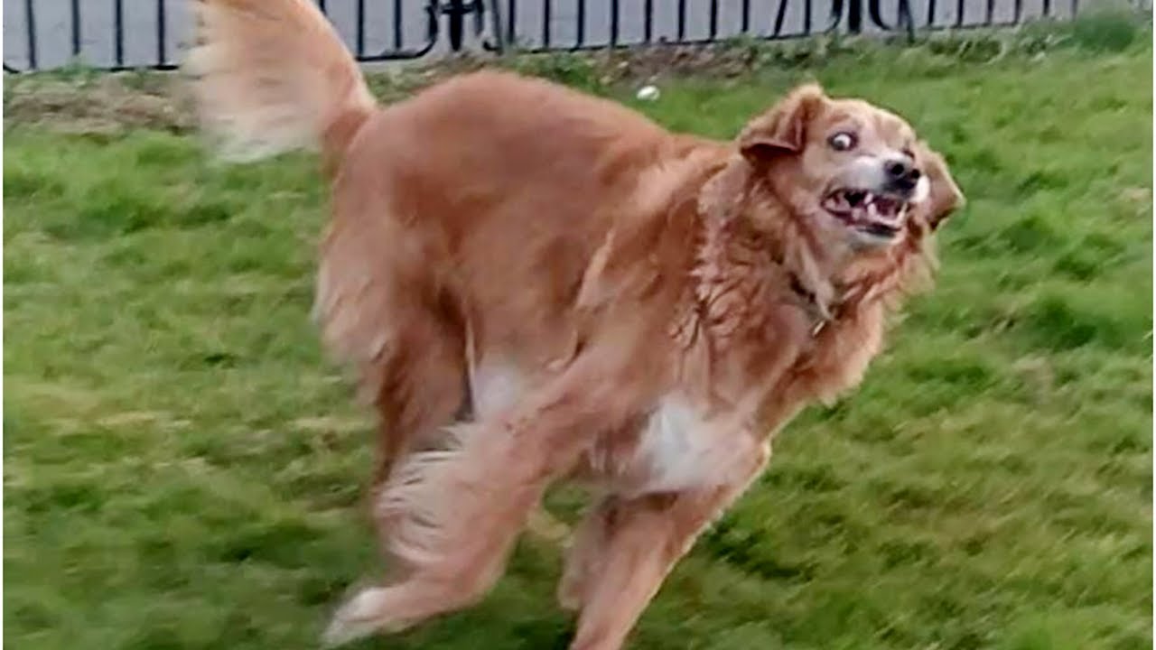 Try Not to Laugh Challenge – Funny Pets Edition! #19