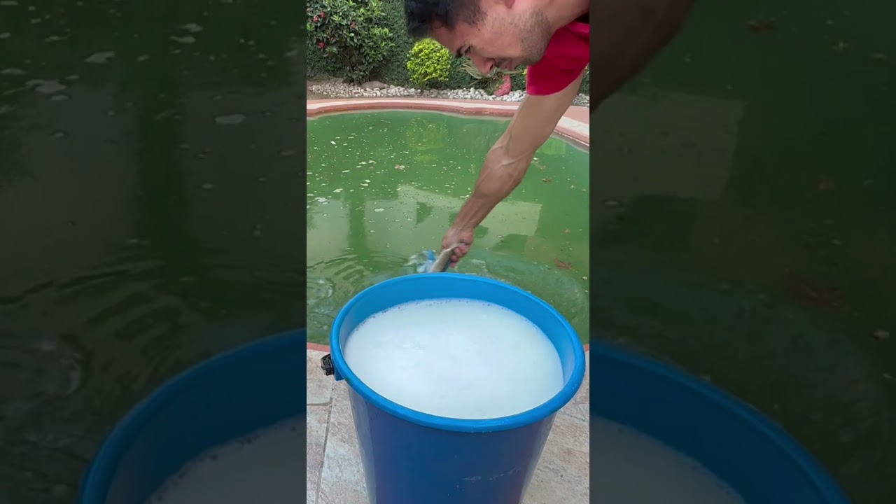 Parte 1. Agua con algas y muchos bichos acu&aacute;ticos