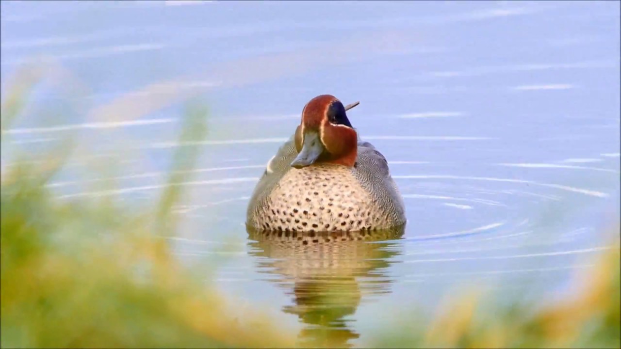 GE-Wetlands : le faux calme de la reserve, Beauguillot Décembre 2017
