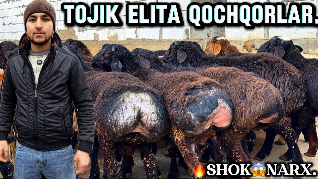 🔥 150.BOSH DAXSHAT QOCHQORLAR KELDI NARXLAR ARZON BOLDI.