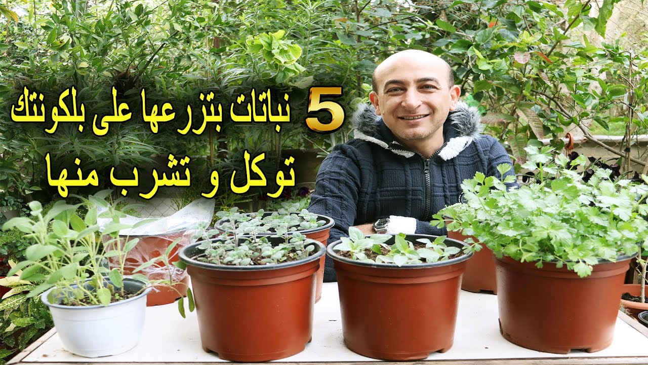 أفضل 5 نباتات تزرعها عالبلكونة و توكل منها يومياً