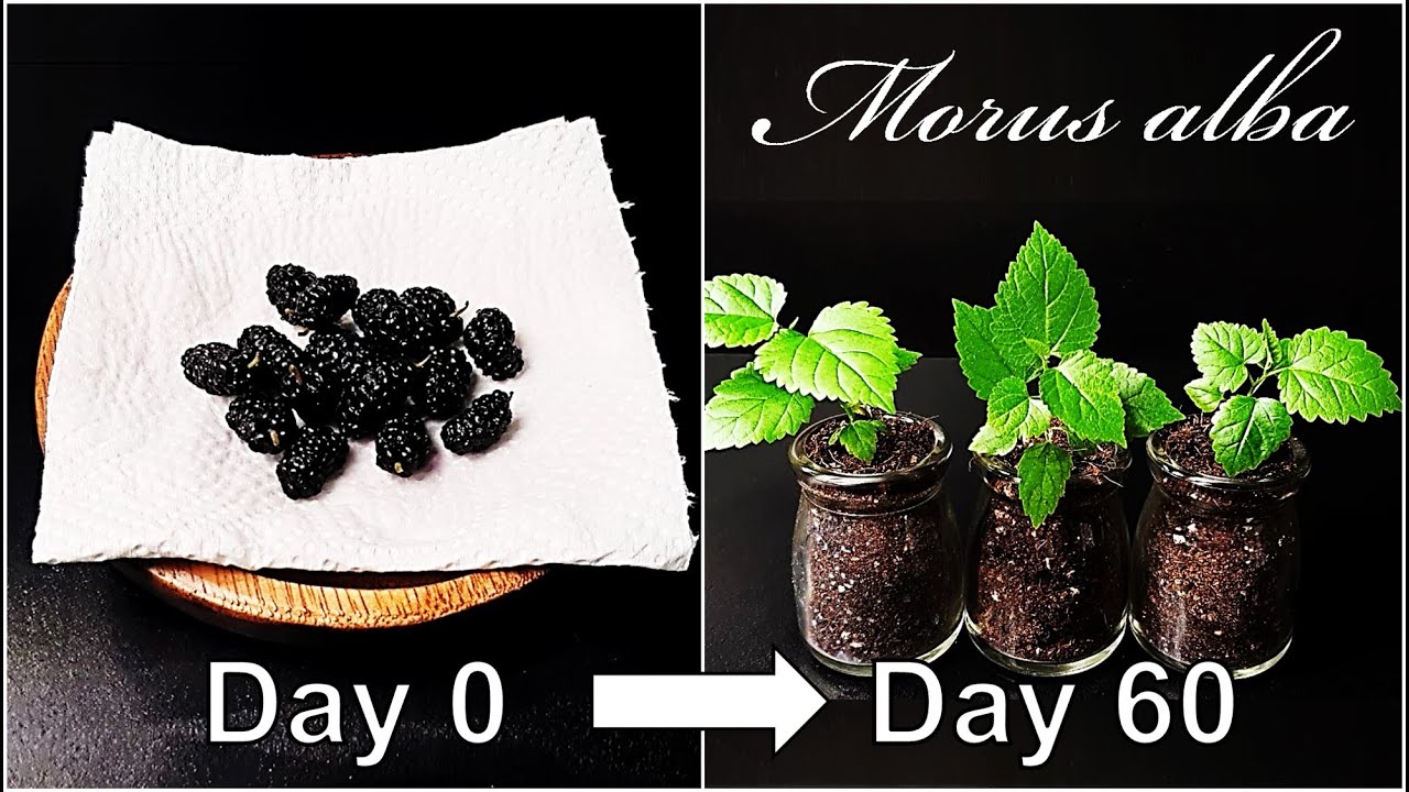 How to grow Mulberry｜Growing Mulberry tree｜Germination of Mulberry｜How to grow #47 Mulberry｜Eng Sub