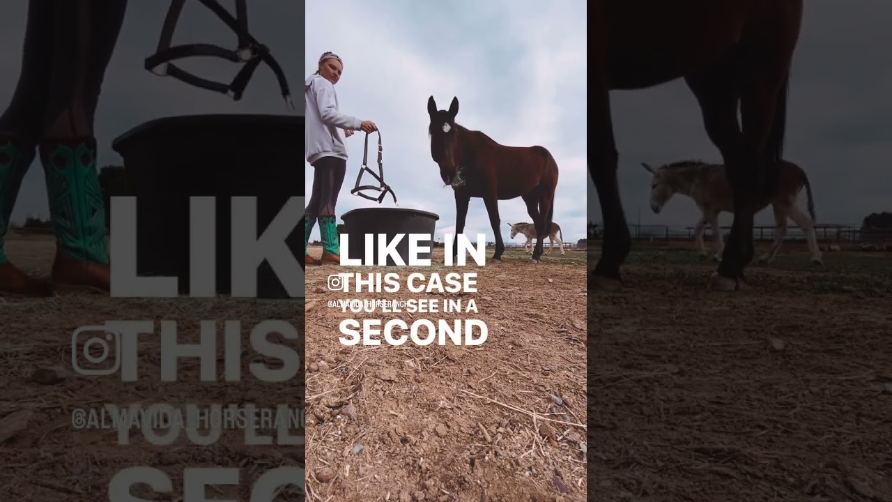 Equine Assisted Learning session example activity