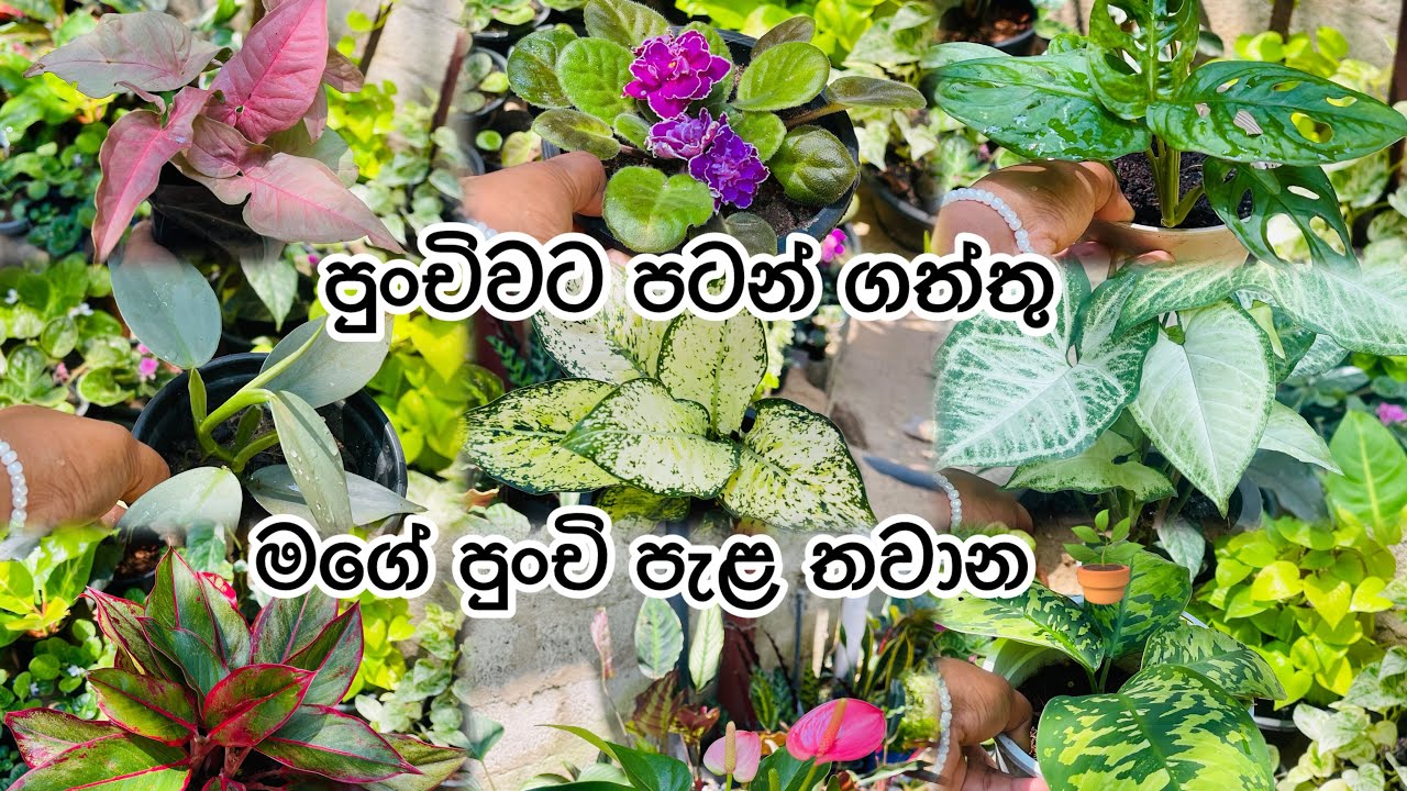 මගේ පුංචි හීනය හැබැ උනා 🪴🥰 my little plant nursery 0716627680