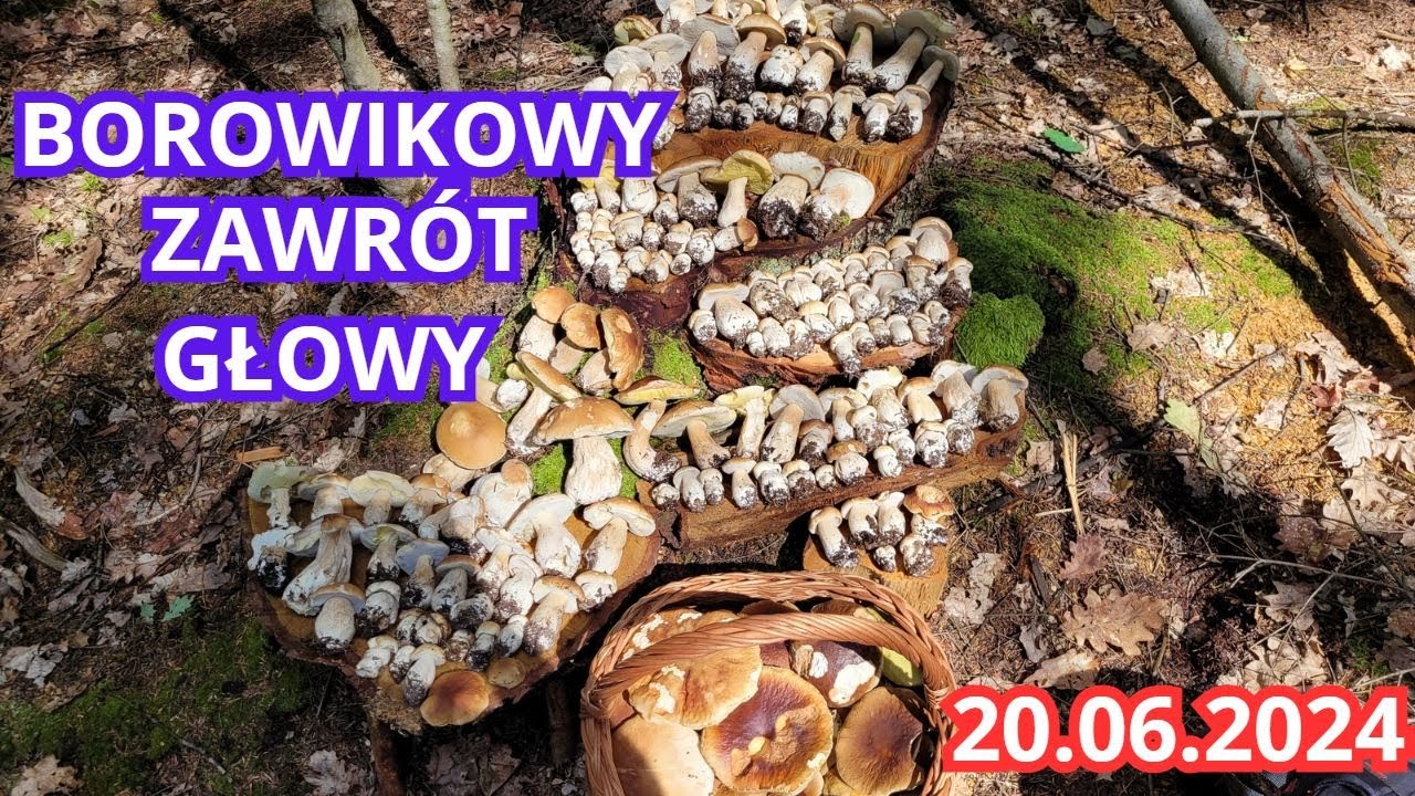 PRAWIE 500 BOROWIKÓW