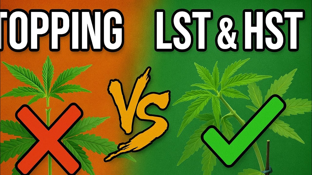 -LST-HST-Topping. Update Gorilla-Samen -  3 neue Stecklinge - Lets Grow. #Cannabis #LST