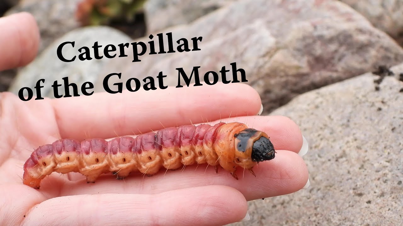 Goat Moth caterpillar / Cossus cossus