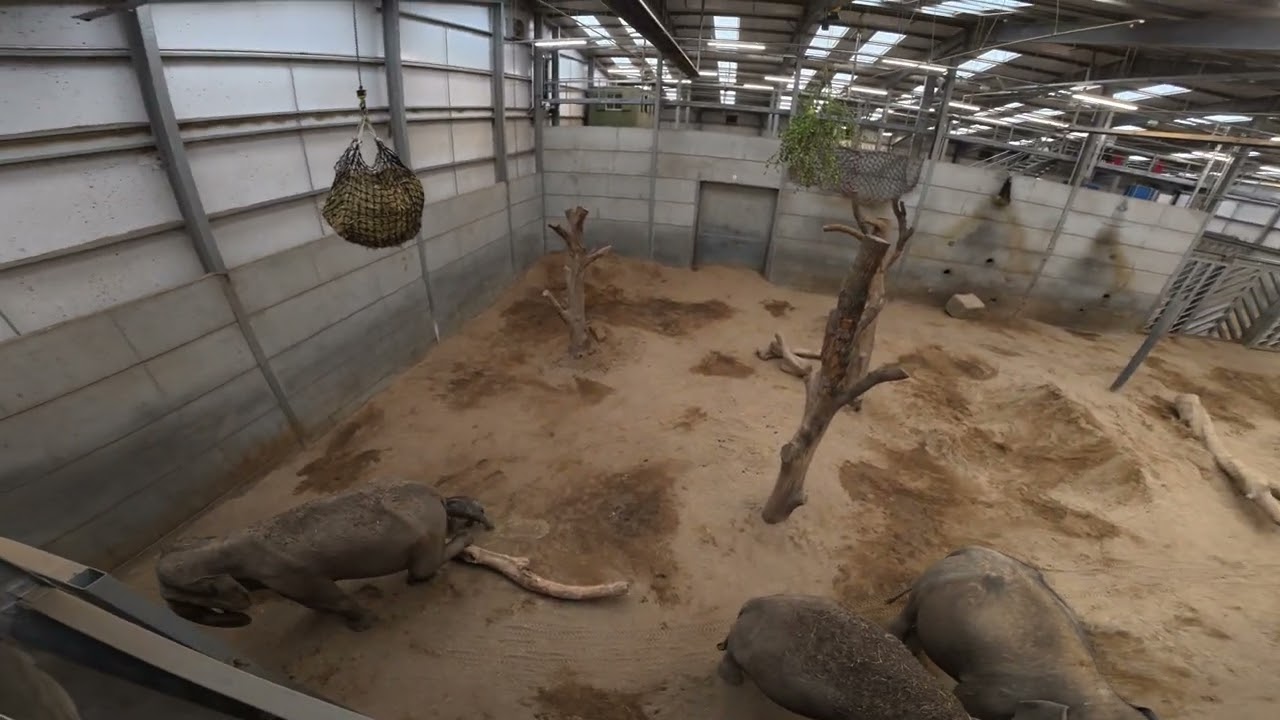 BABY ELEPHANT | BLACKPOOL ZOO