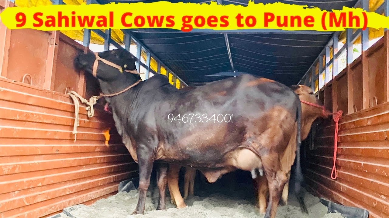 Gupta Dairy Farm,Karnal to Pune ( MH) | 9 Sahiwal Cattle Safe Transport / Loading , Must Watch 👌