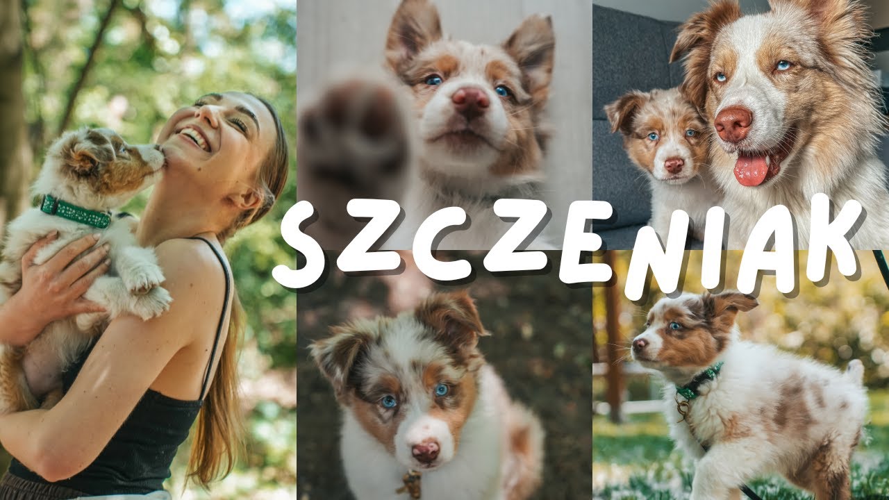 Ma 10 tygodni | Owczarek Australijski - szczeniak