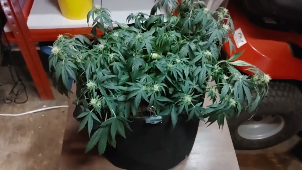 Dr Greenthumb -  Grape Gorilla Autoflower - week 7 @drgreenthumb6606
