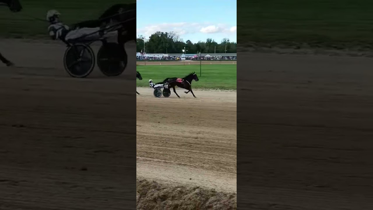 The trotting queen, Atlanta!!  #harnessracing #standardbred #delawarecounty #equine #horse