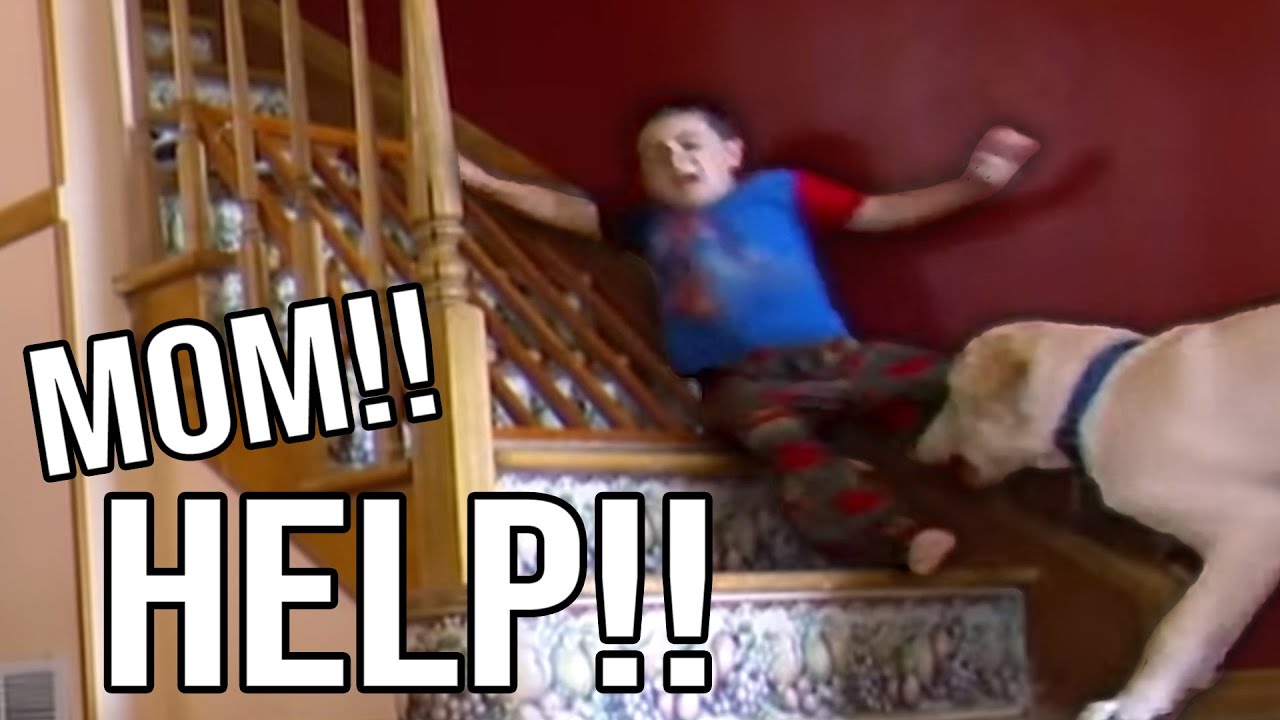Family Dog Drags Kids Around The House
