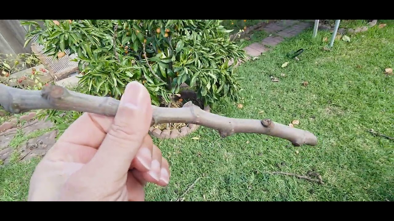 Cuando podar una HIguera?#trendingvideo #viralvideo #plantas #gardening #figtree #parati 