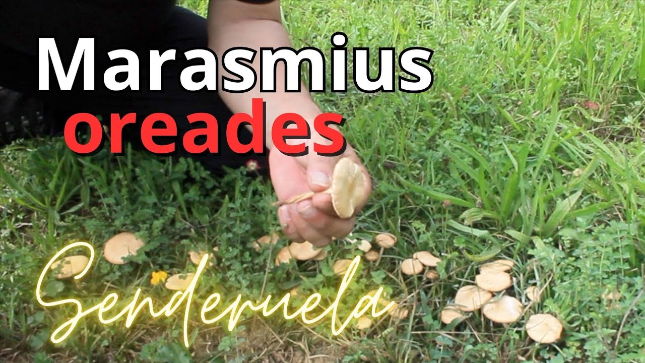 Marasmius oreades: La senderuela, la amiga de las ninfas oreades.