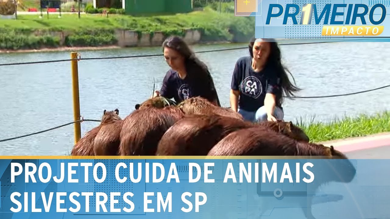 Projeto cuida de capivaras que vivem na margem do rio Pinheiros, em SP | Primeiro Impacto (19/12/24)