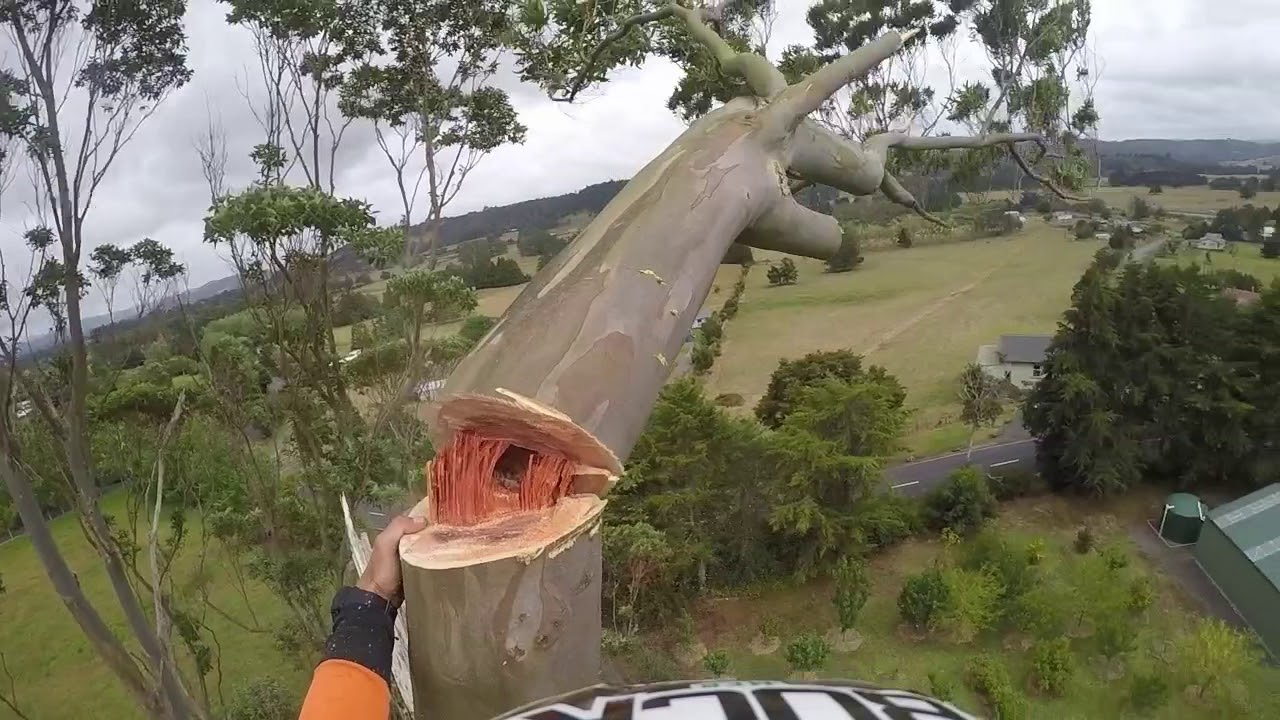 Gum Tree Dismantling Tom Burdak Arborist Drone and GoPro Footage