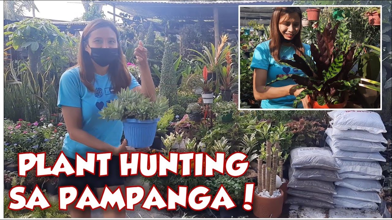 PLANT HUNTING SA PAMPANGA - GARDEN SHOPS SA ANGELES PAMPANGA | PLANT SHOPPING PHILIPPINES
