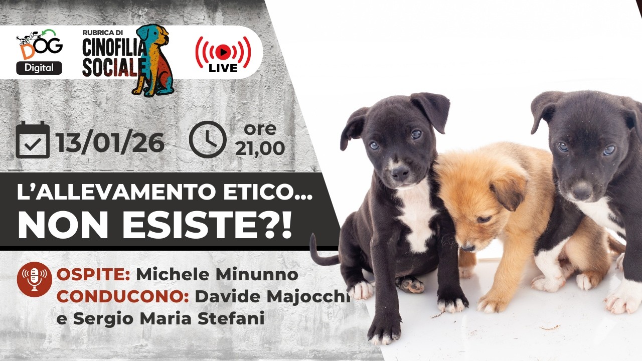 L'allevamento etico NON estiste!