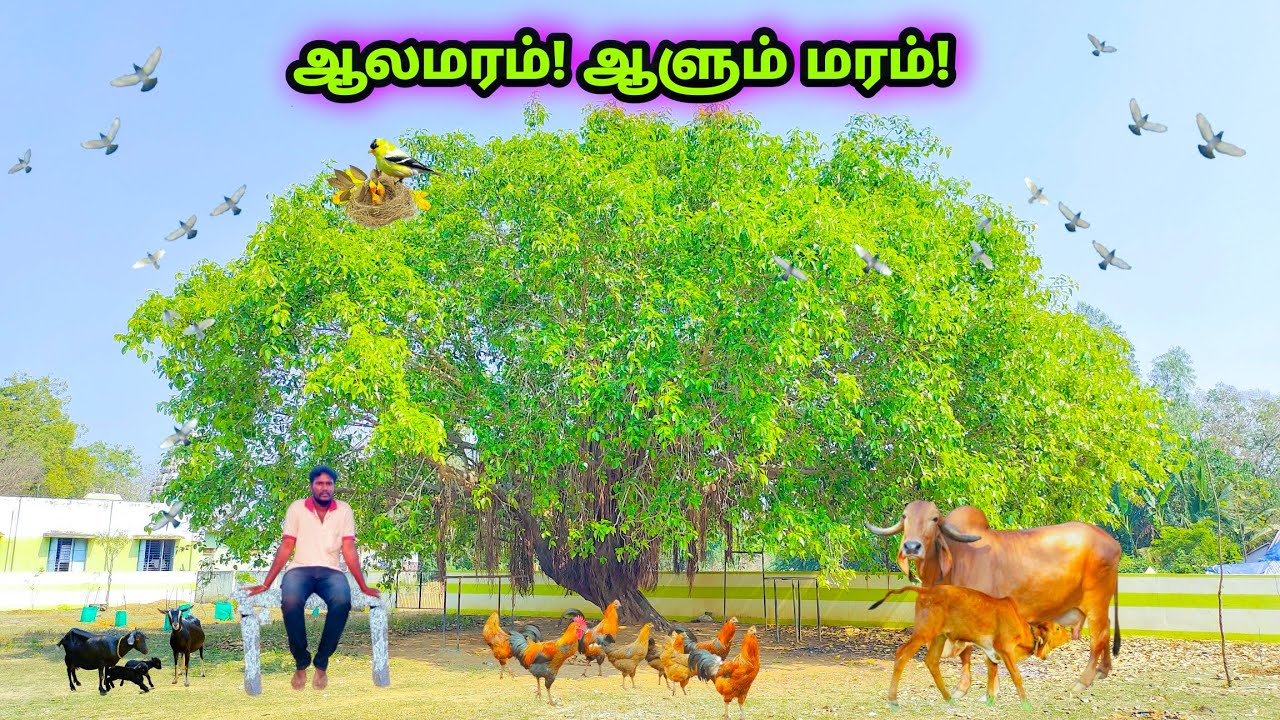 ஆத்தி! ஆலமரத்துல இவ்வளவு விஷயமா?🤔 Banyan tree