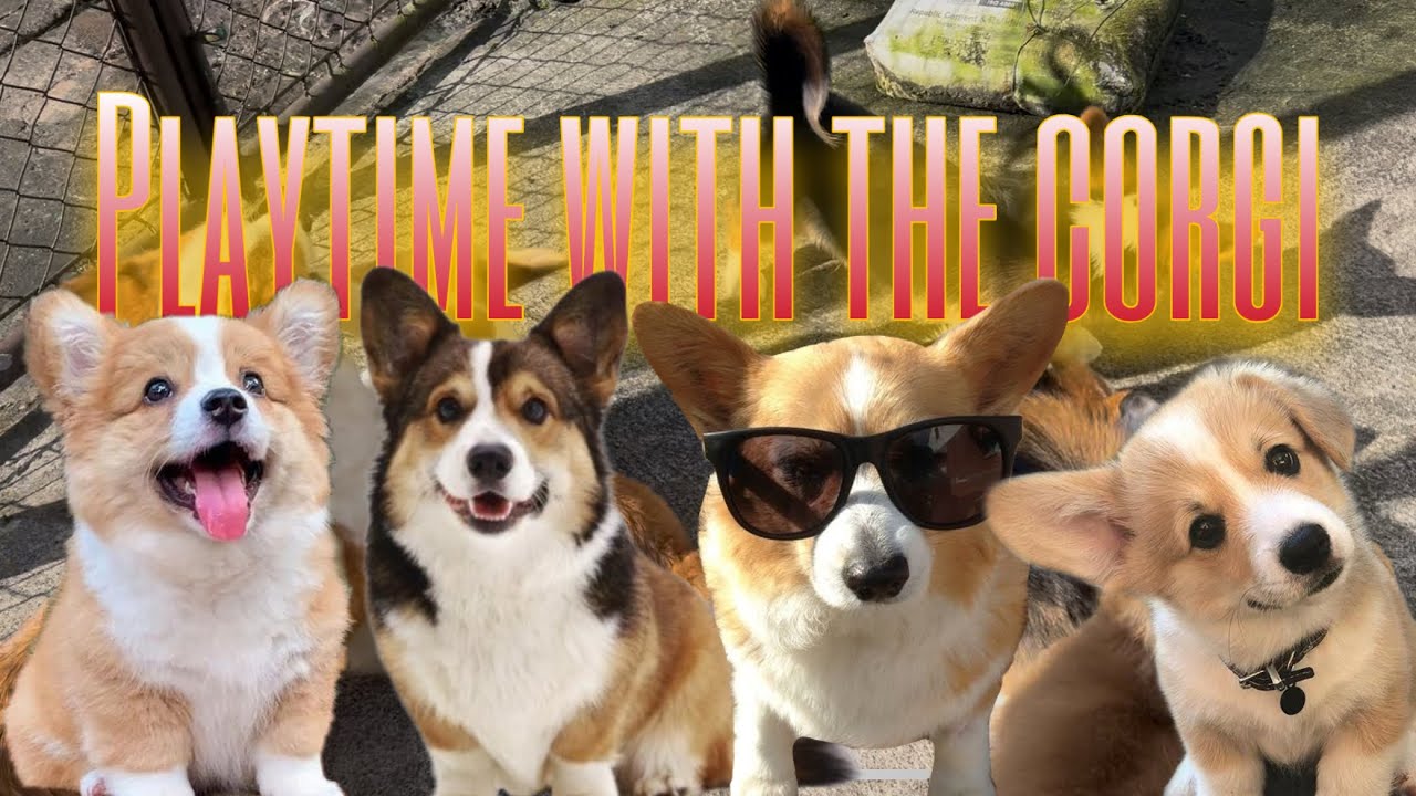 Day1 - Playtime with my 5 Corgi’s l Watch it guys! #Corgi #puppies #playtime 