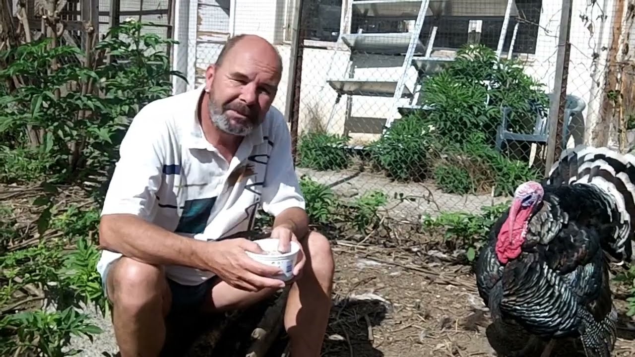 Kükenaufzucht in Bulgarien Teil 2