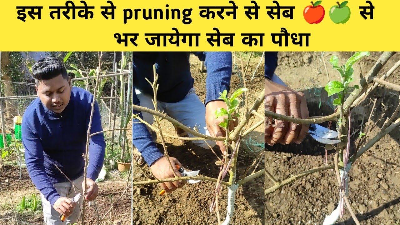 गर्म क्षेत्रों में सेब🍎 के पौधों में Winter Pruning का सही समय और सही तरीका ll Winter Pruning Apple