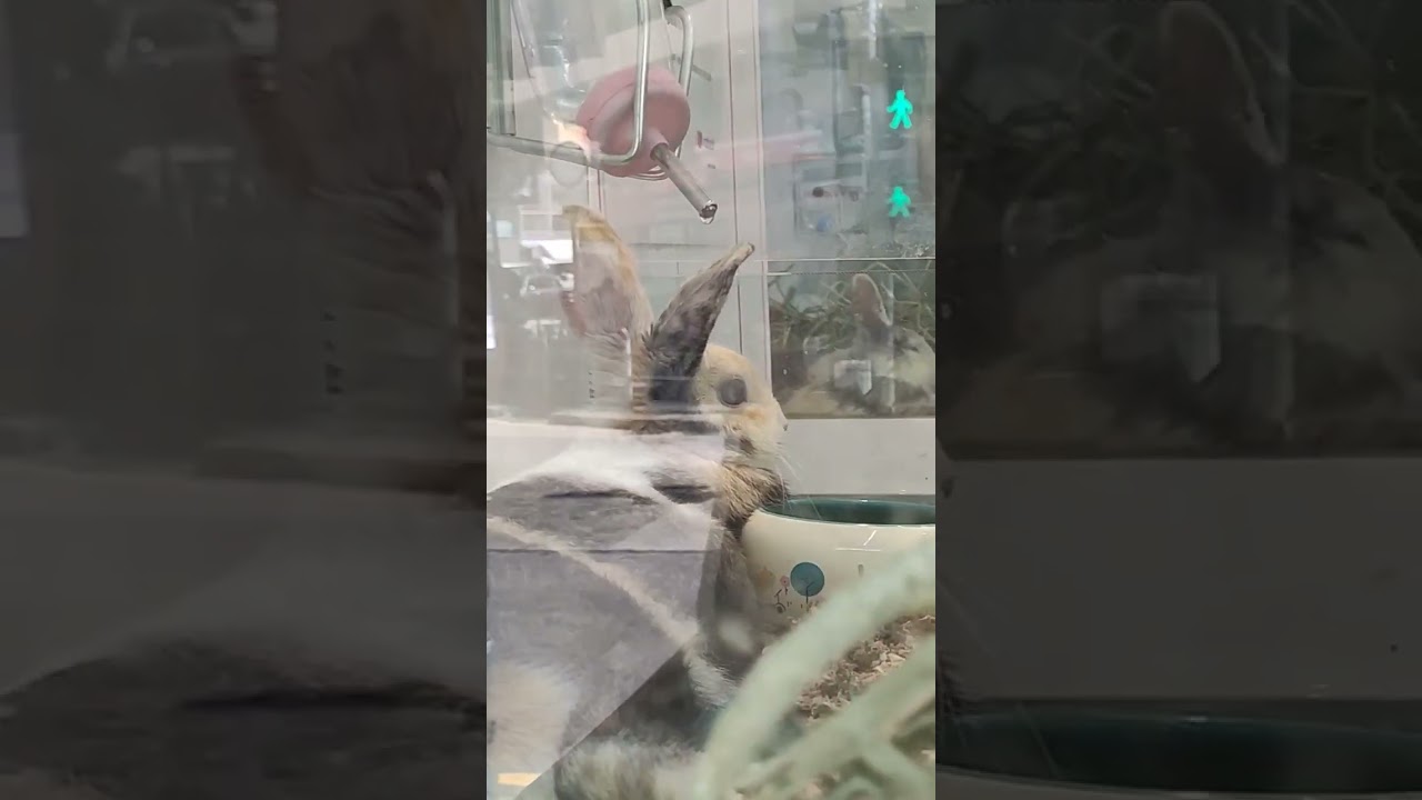 A vibrating rabbit with quick heartbeat#rabbit observation#discover daily