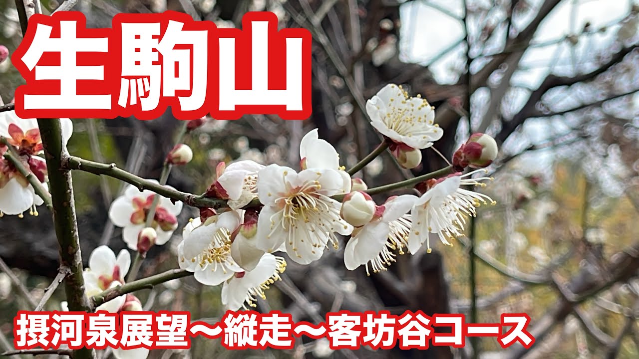 生駒山（摂河泉展望〜縦走〜客坊谷）　#60