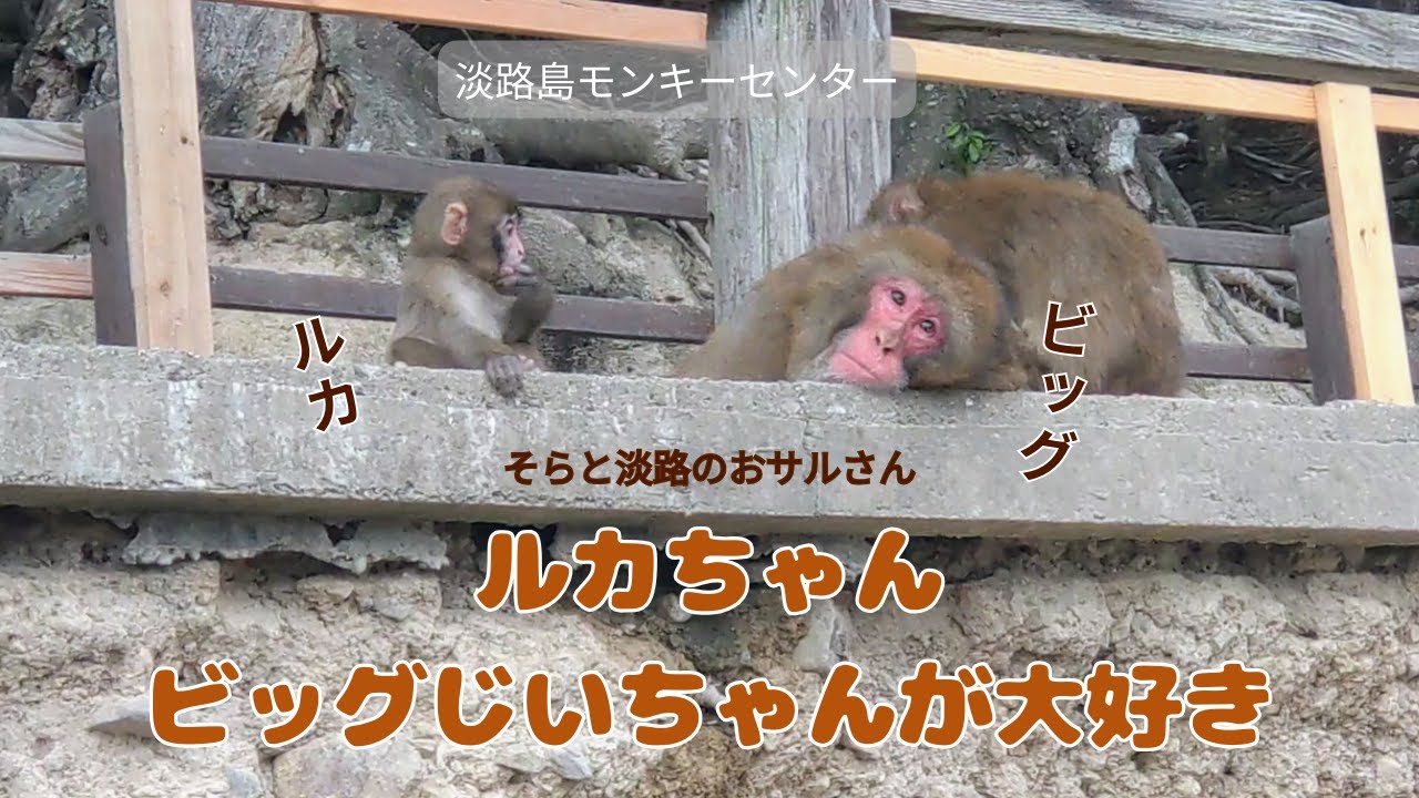 秋の山籠もりの頃🍂ルカちゃんとビッグじいちゃん♡2025.9-10【淡路島モンキーセンター】