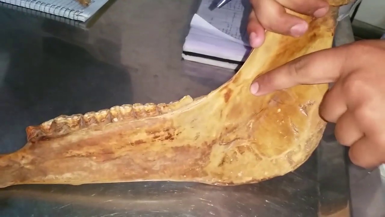 12: Anatomy of Mandible of Horse, Ox & Dog (Urdu/Hindi) | DVM GUIDE