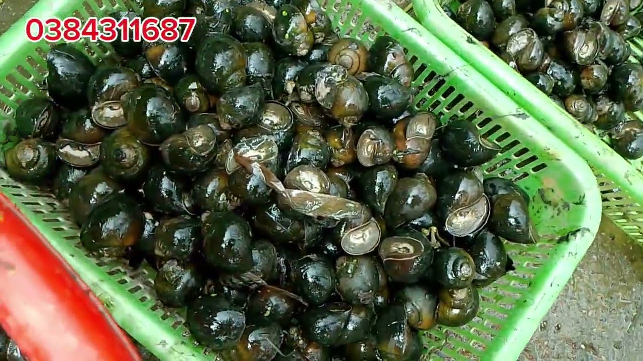 Ốc nhồi vụ mới có kinh nghiệm sẽ thành công #oc #mientay #ốcbươu 