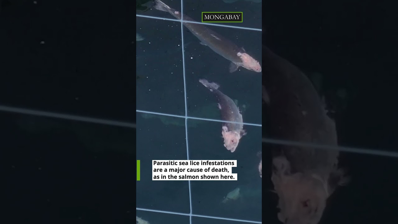 Norwegian salmon farms devour fish resources in Africa #shorts