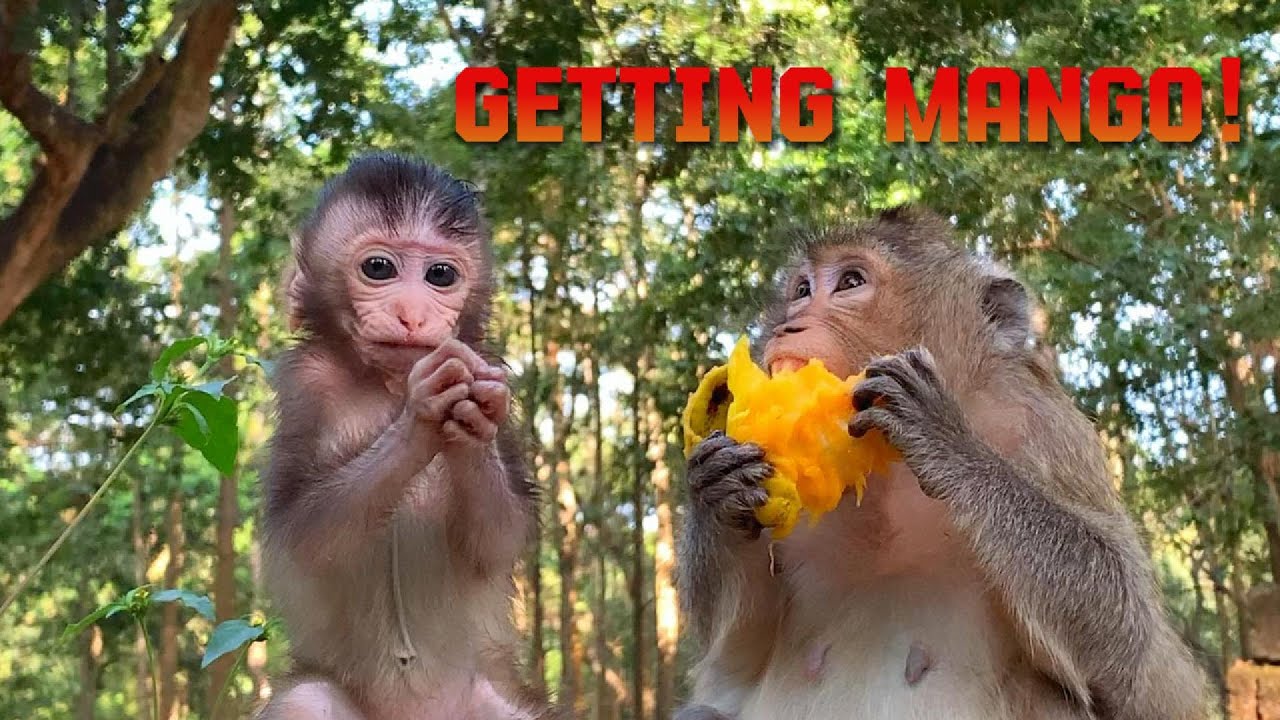 Monkey Love Mangoes! #monkey
