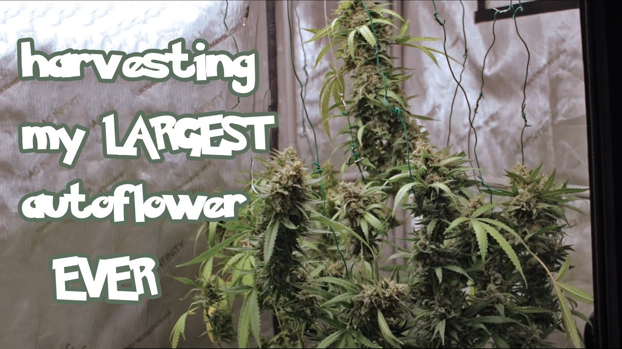Harvesting the Largest Autoflower of my Life - Fugue State x Forum Stomper Smoke/Grow Report #easy