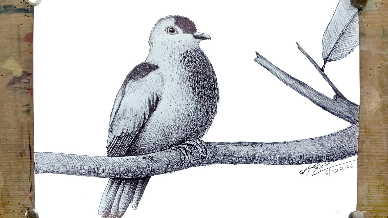 Bird: Many Colored Fruit Dove Drawing 