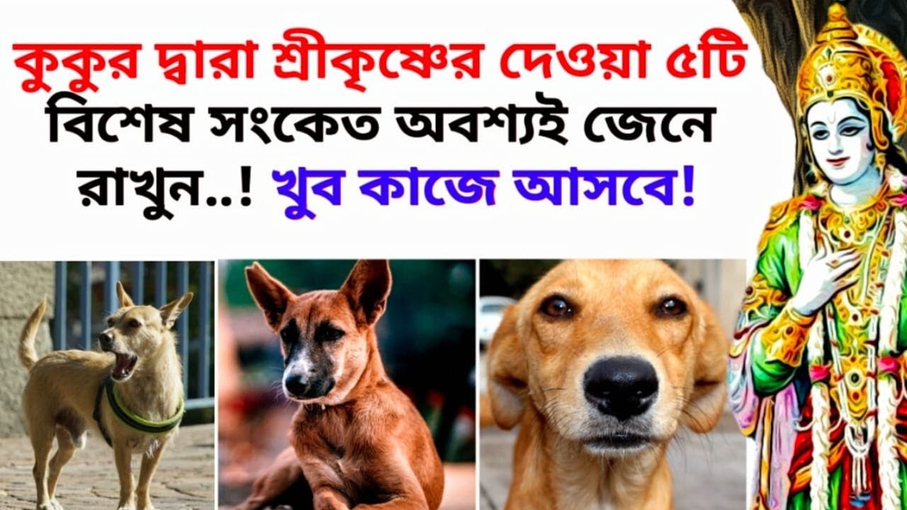 কুকুর দ্বারা শ্রীকৃষ্ণের দেওয়া এই ৫টি সংকেত অবশ্যই জেনে রাখুন (Five signs by Dog for good times)