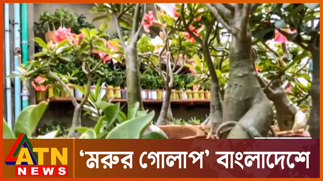 অ্যাডেনিয়ামের সৌন্দর্যের সাম্রাজ্য | Adenium | ATN NEWS