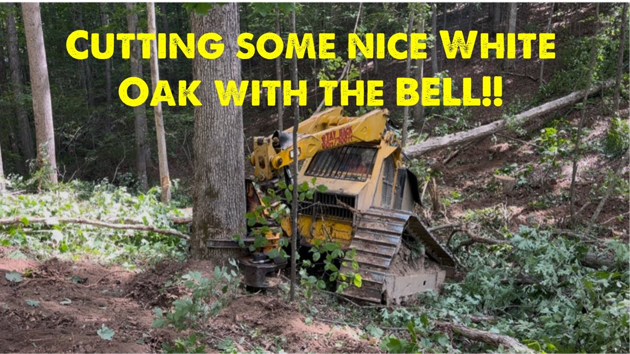 Bell Ultra C Feller Buncher cutting some nice White Oak! 