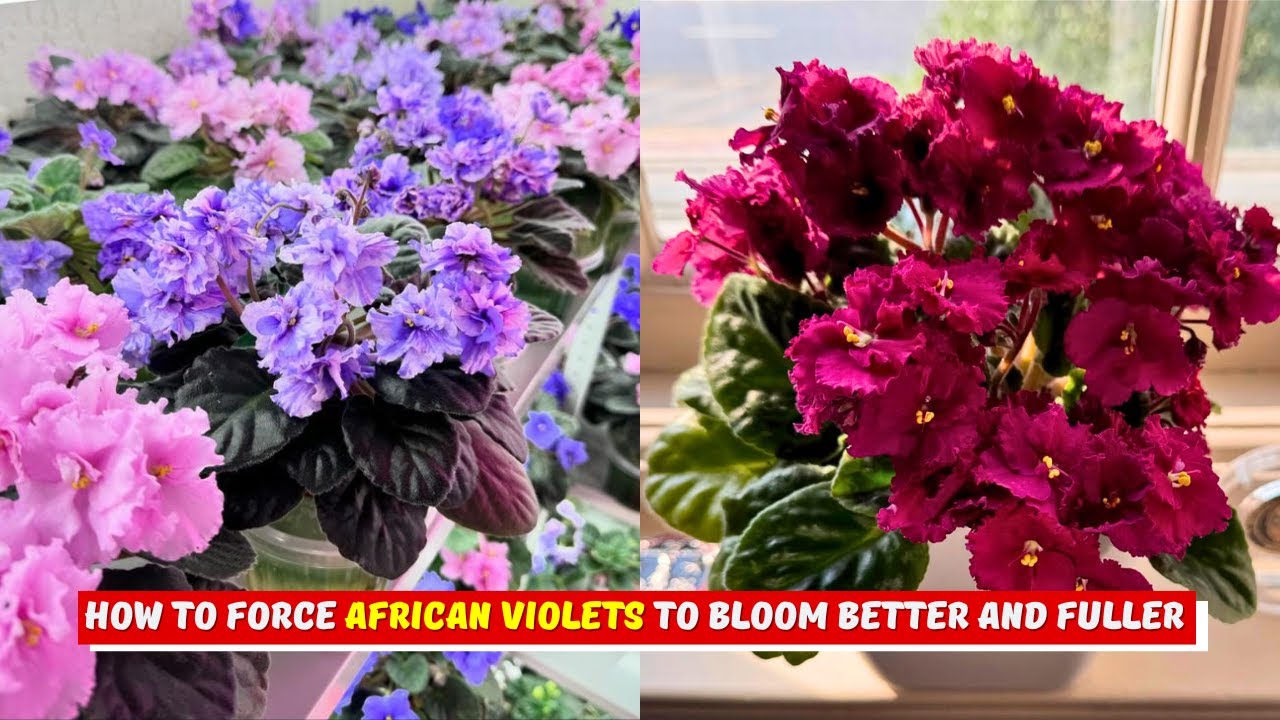 How to Force African Violets to Bloom Better and Fuller