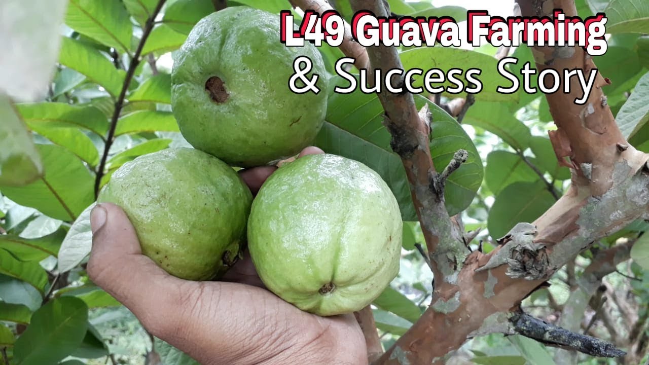 Guava Tree : L49 Guava Tree Plantation In Kolkata