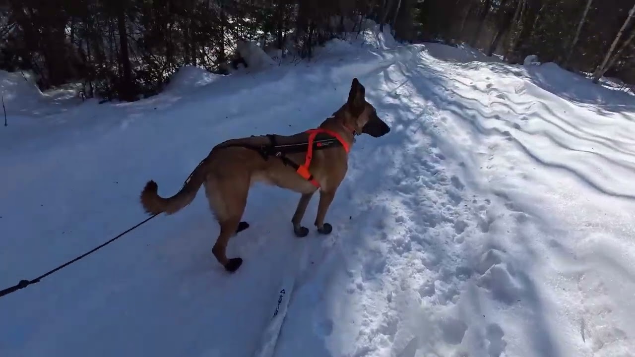 Forest Skijor NotTheIditarod