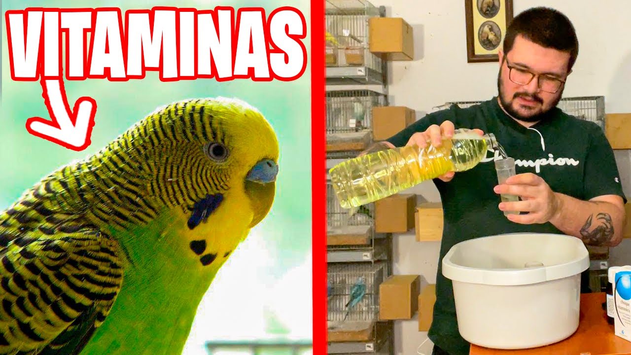 PREPARANDO VITAMINAS PARA MIS PERIQUITOS