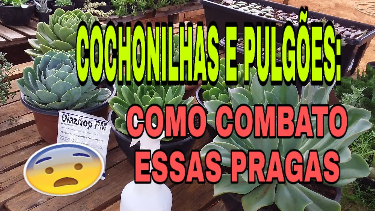 Cochonilhas e Pulgões - Como combato essas praguinhas